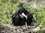 Galapagos 7-2-04 Genovesa Darwin Bay Male Great Frigatebird The great frigatebird is a large black bird with a long wingspan and a hooked beak for snatching prey out of the water or catching flying fish. The male great frigatebird is known for the large red pouch on his neck and green iridescence on the wings. They are called frigates because they often steal prey from other birds like boobies by harassing them in the air till the victims drop their catch. Being such agile flyers, frigates then swoop down and catch it in midair, juggling it further so they can swallow it